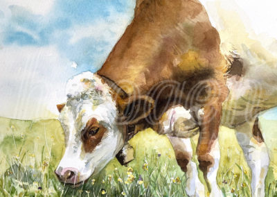 Aquarelle vache